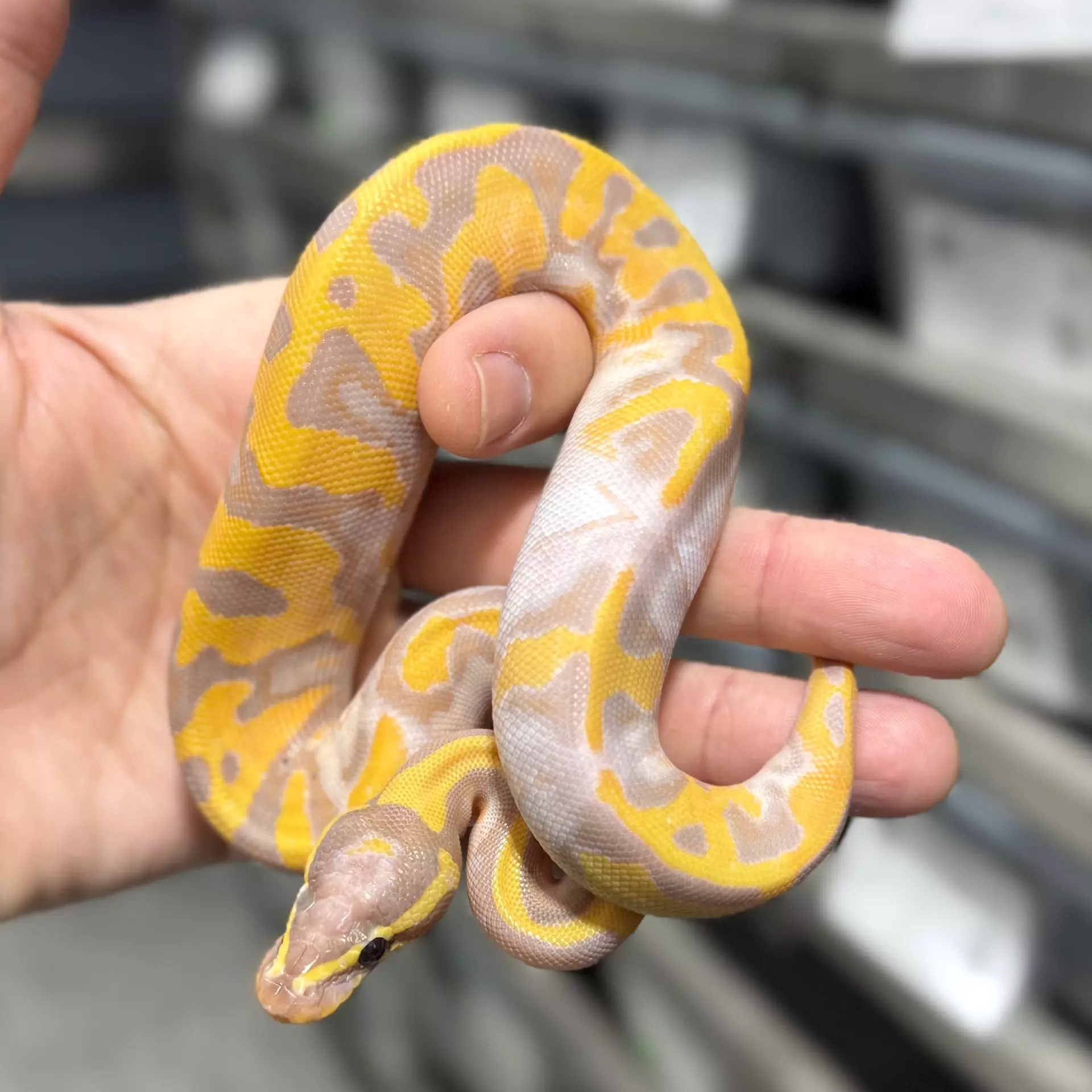 plant/Banana Pied Female-0