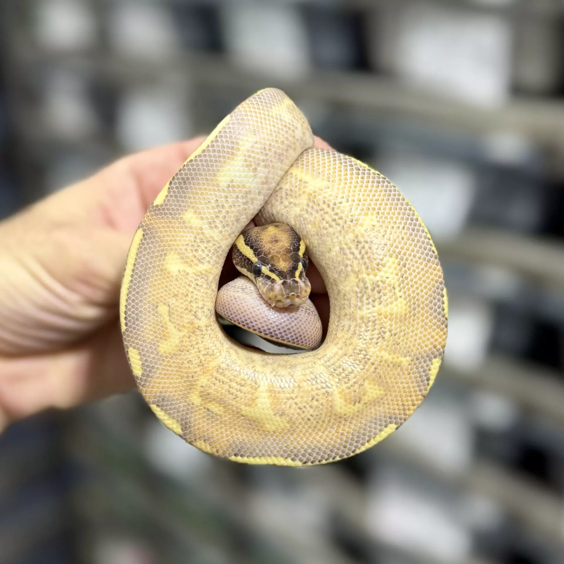 plant/Enchi Highway Male-0