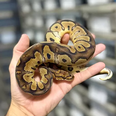 plant/Clown Male-0-thumbnail