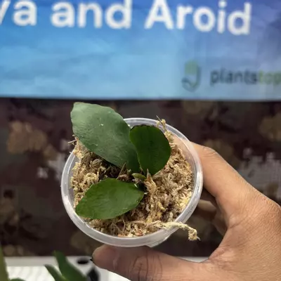 plant/E738 Platycerium Diversi x Veitchii-0-thumbnail