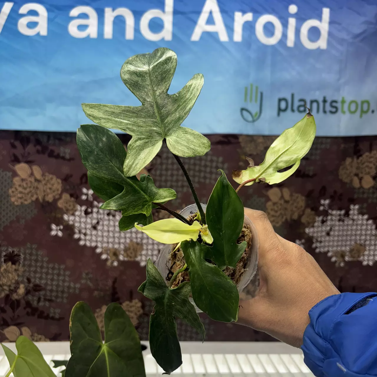 plant/E730 Philodendron Florida Ghost-0