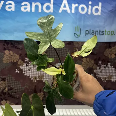 plant/E730 Philodendron Florida Ghost-0-thumbnail