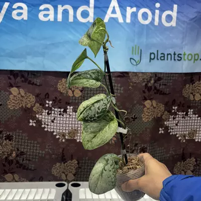 plant/E740 Scindapsus Peasun-0-thumbnail