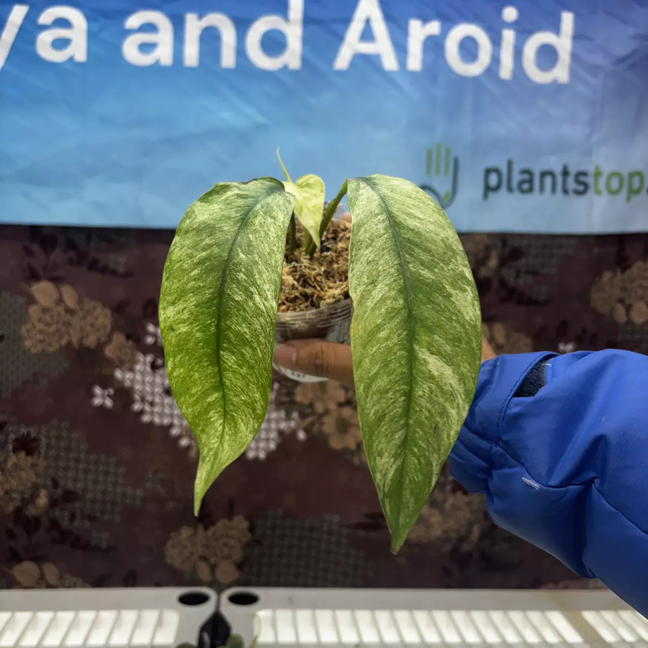 plant/E743 Raphidophora Megasperma Variegated-0