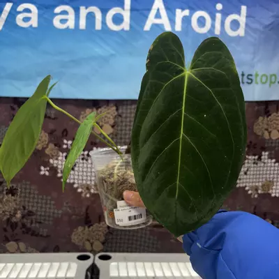 plant/E739 Anthurium Crystal papil X DP-0-thumbnail