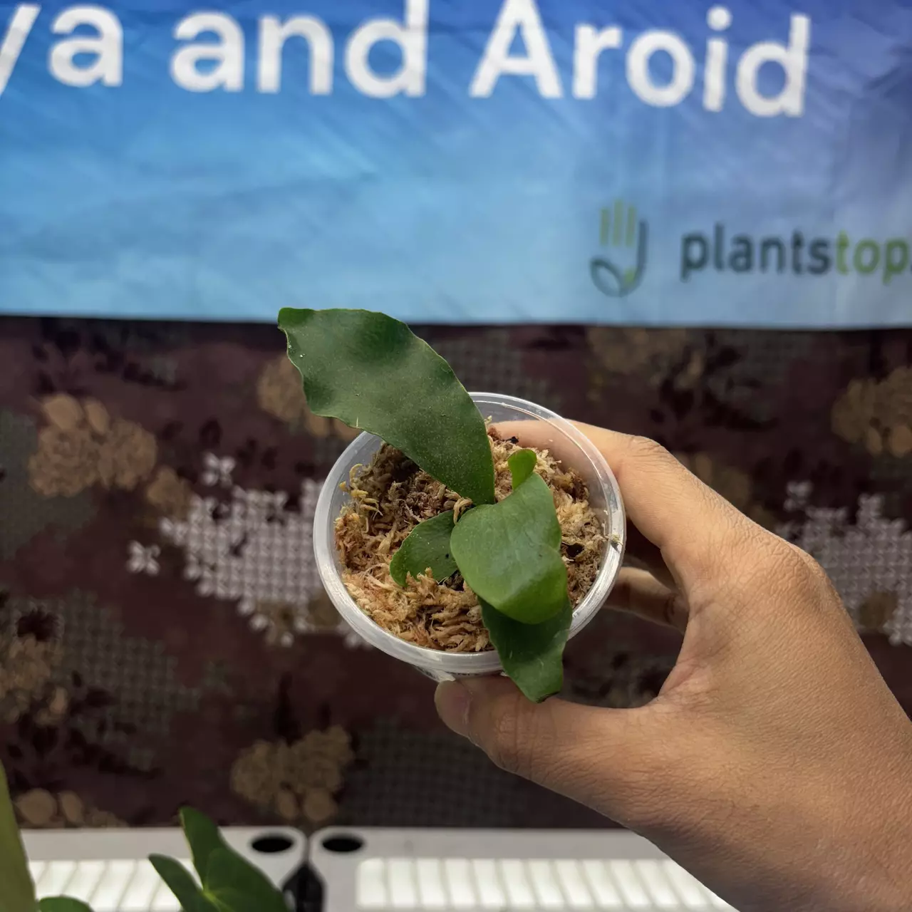 plant/E736 Platycerium Diversi x Veitchii-0