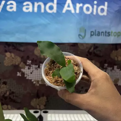 plant/E736 Platycerium Diversi x Veitchii-0-thumbnail