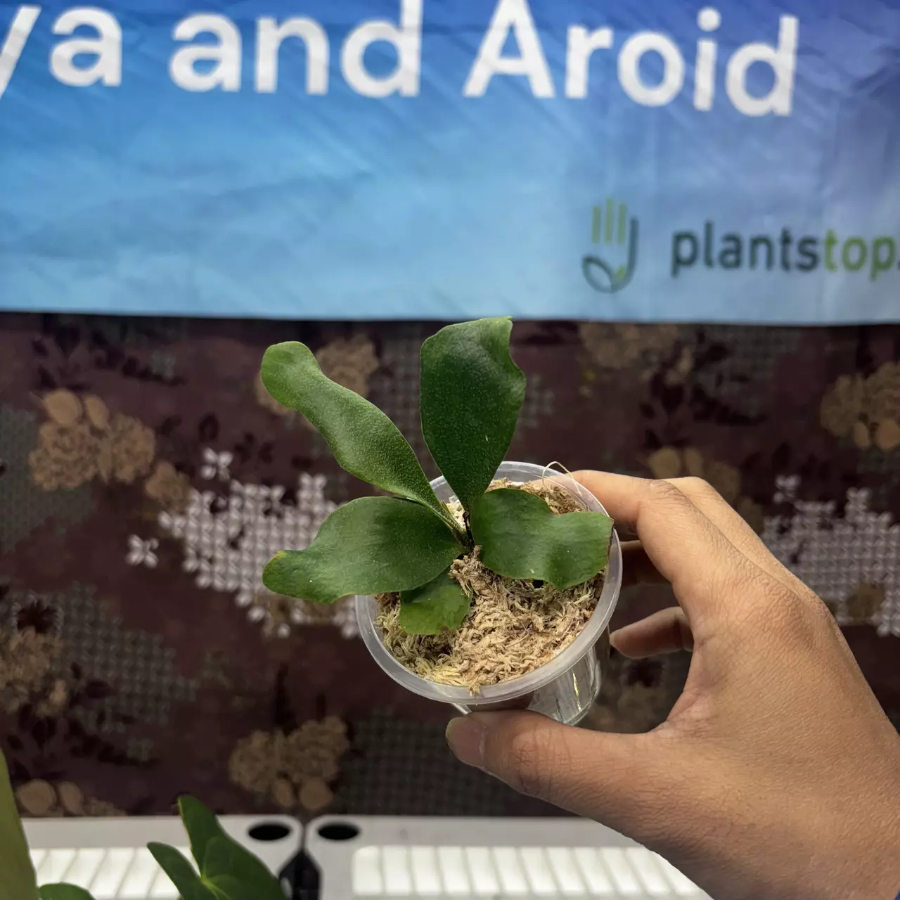 plant/E735 Platycerium Diversi x Veitchii-0