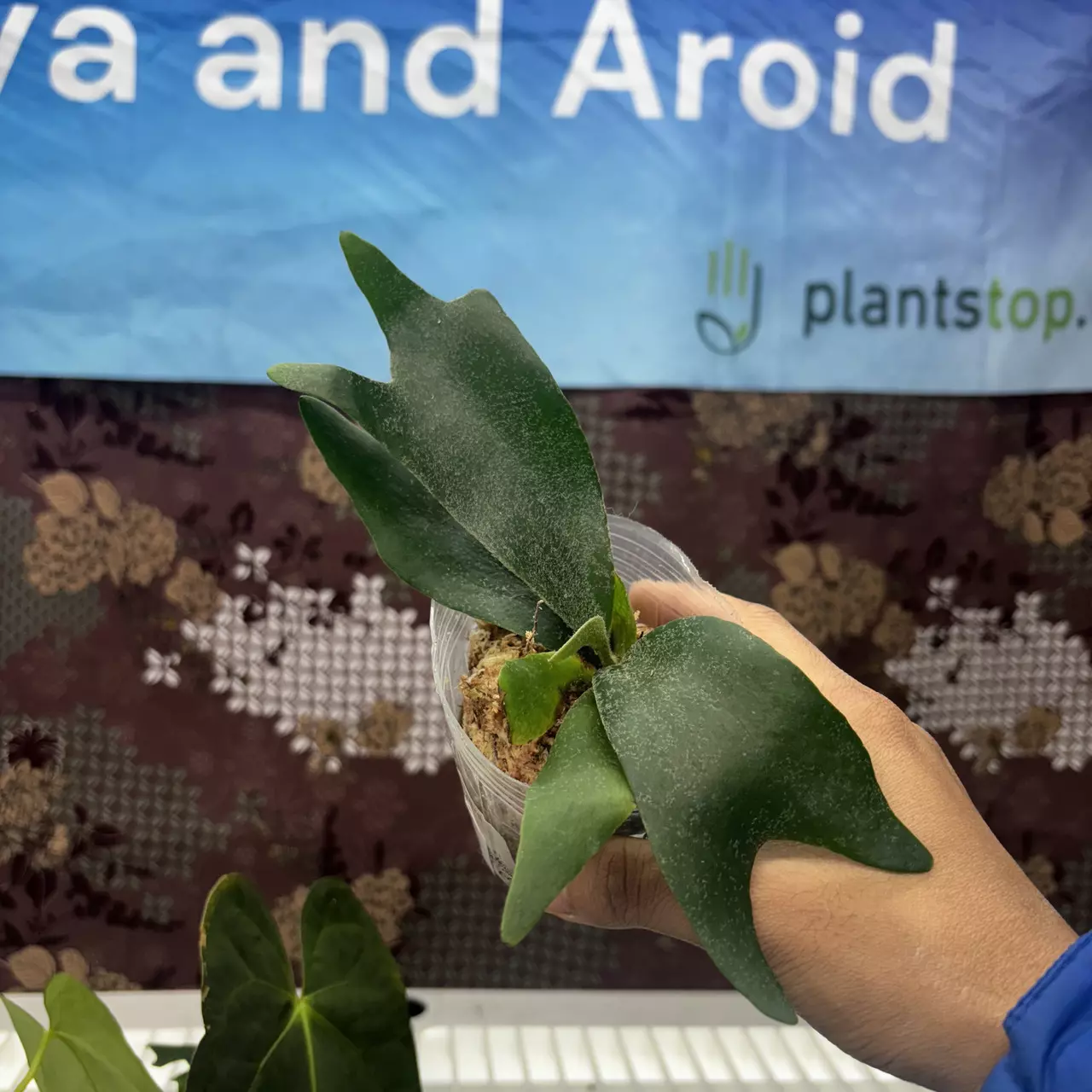 plant/E732 Platycerium Diversi x Willincki-0