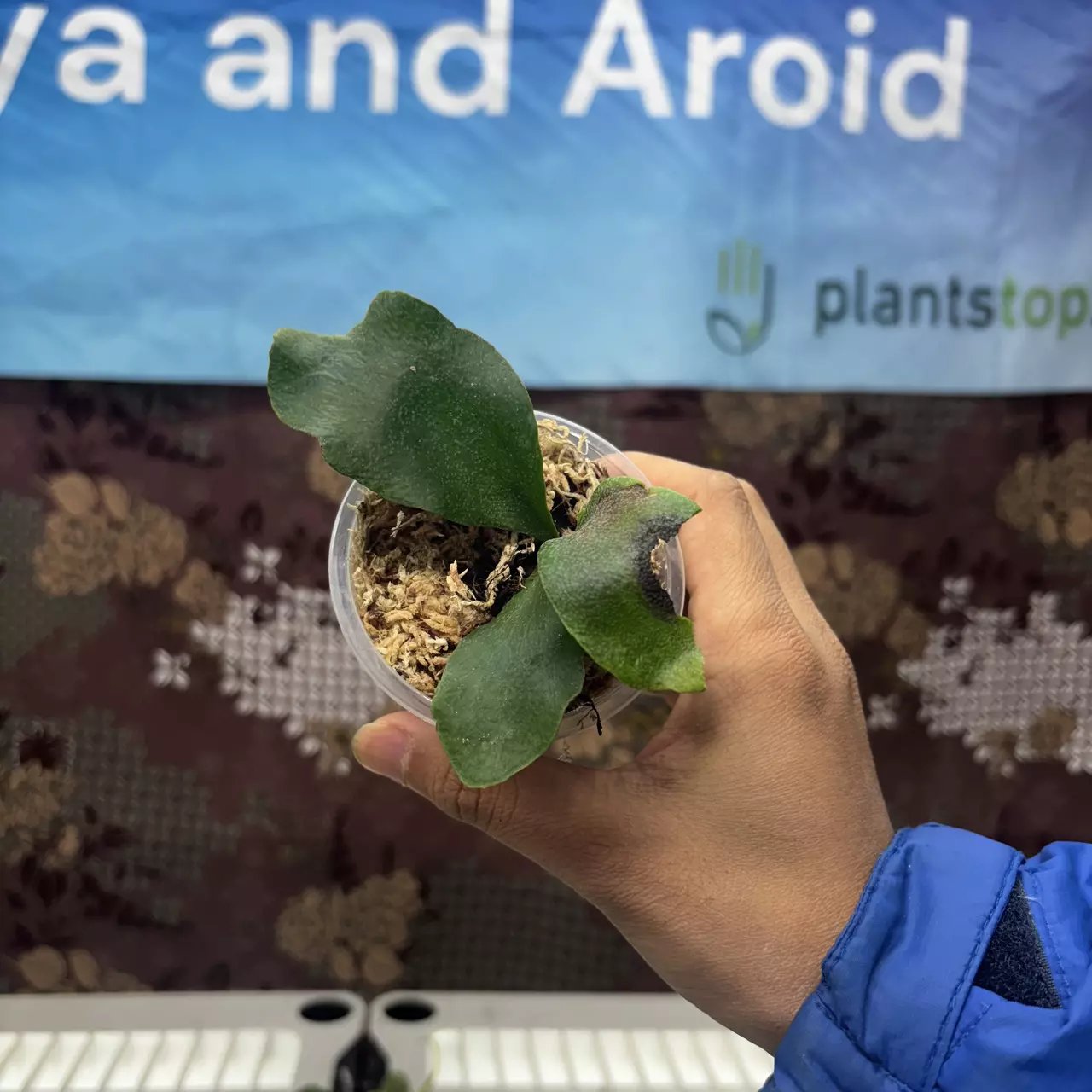 plant/E745 Platycerium Diversi x Veitchii-0