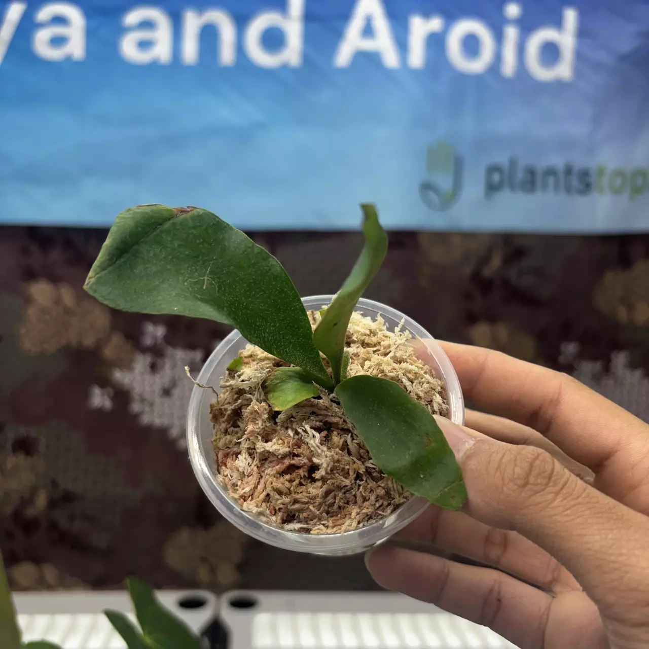 plant/E737 Platycerium Diversi x Veitchii-0