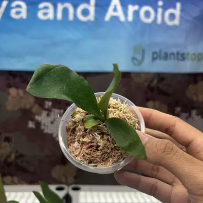 plant/E737 Platycerium Diversi x Veitchii-0-thumbnail