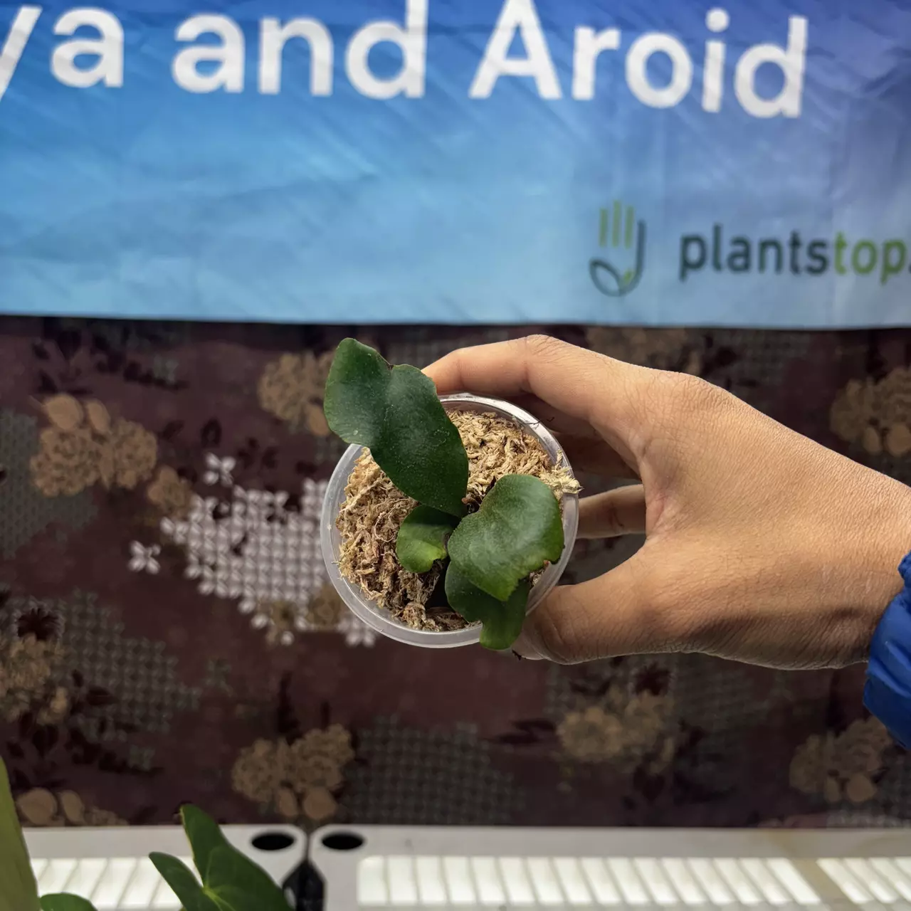 plant/E734 Platycerium Diversi x Veitchii-0