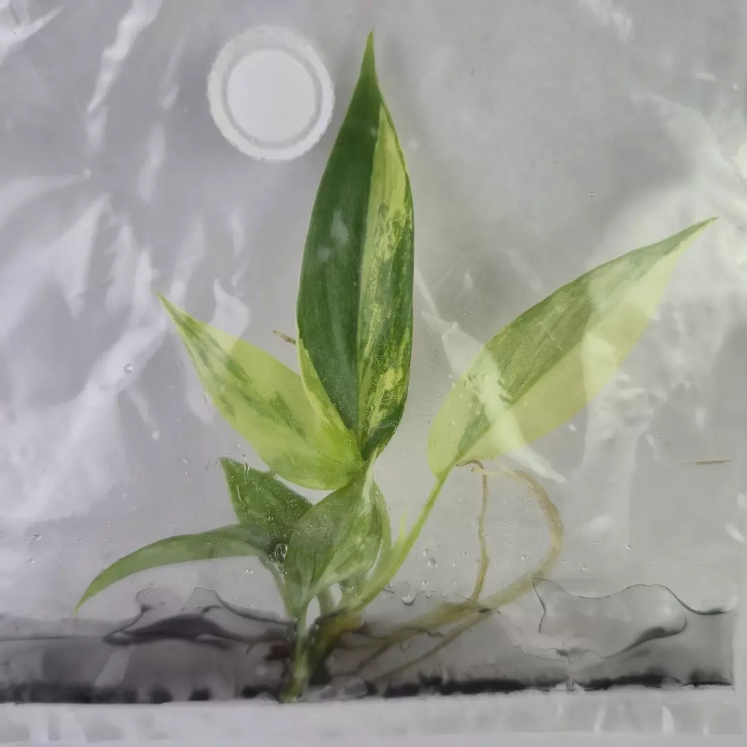 plant/Philodendron Florida Beauty variegated tissue culture 2DayAir-0
