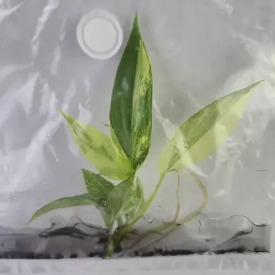 plant/Philodendron Florida Beauty variegated tissue culture 2DayAir-0-thumbnail