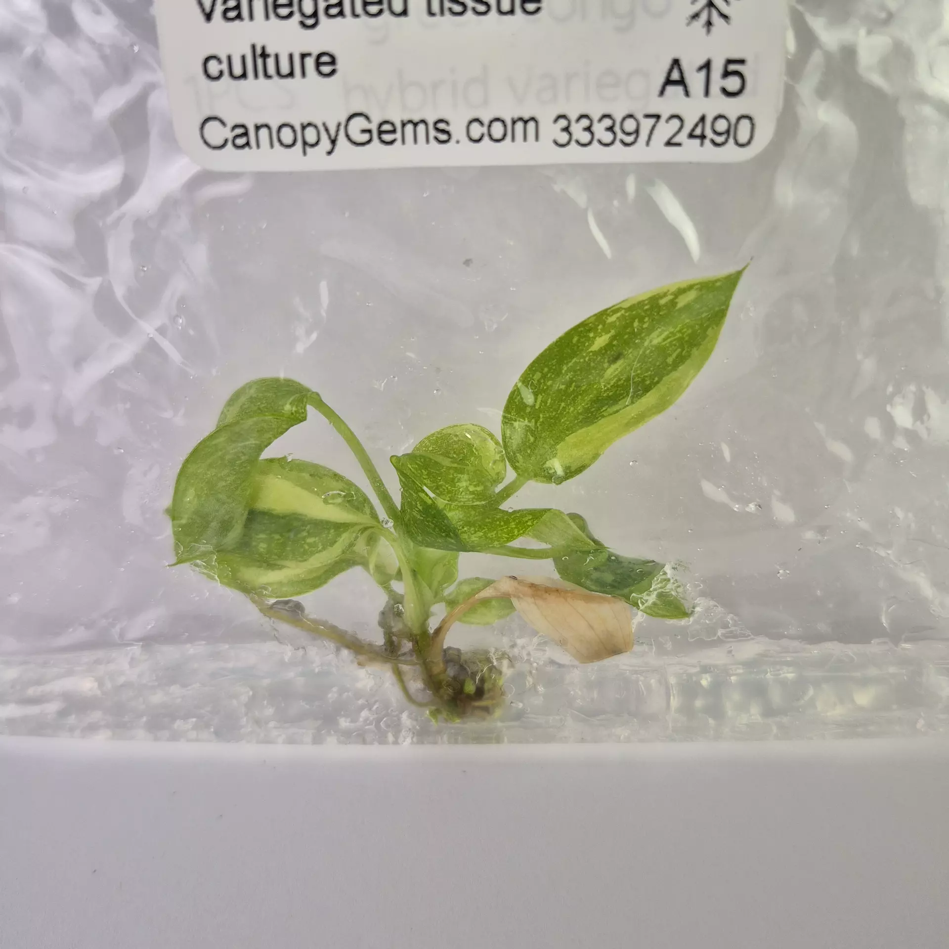 plant/Philodendron Green Congo Nuclear variegated tissue culture 2DayAir-0