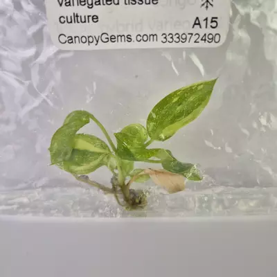 plant/Philodendron Green Congo Nuclear variegated tissue culture 2DayAir-0-thumbnail