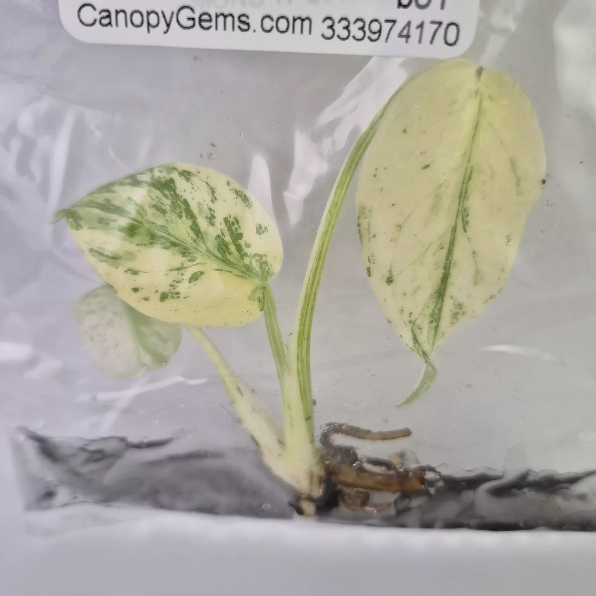 plant/Monstera Deliciosa White Monster variegated tissue culture 2DayAir-0