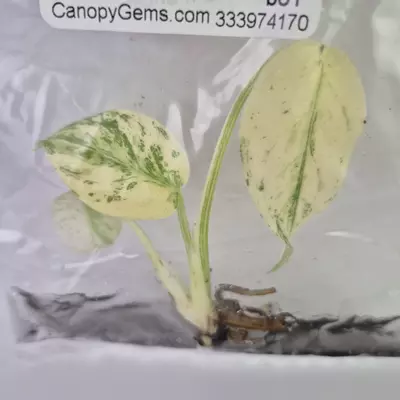 plant/Monstera Deliciosa White Monster variegated tissue culture 2DayAir-0-thumbnail