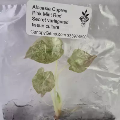plant/Alocasia Cuprea Pink Mint Red Secret variegated tissue culture 2DayAir-0-thumbnail