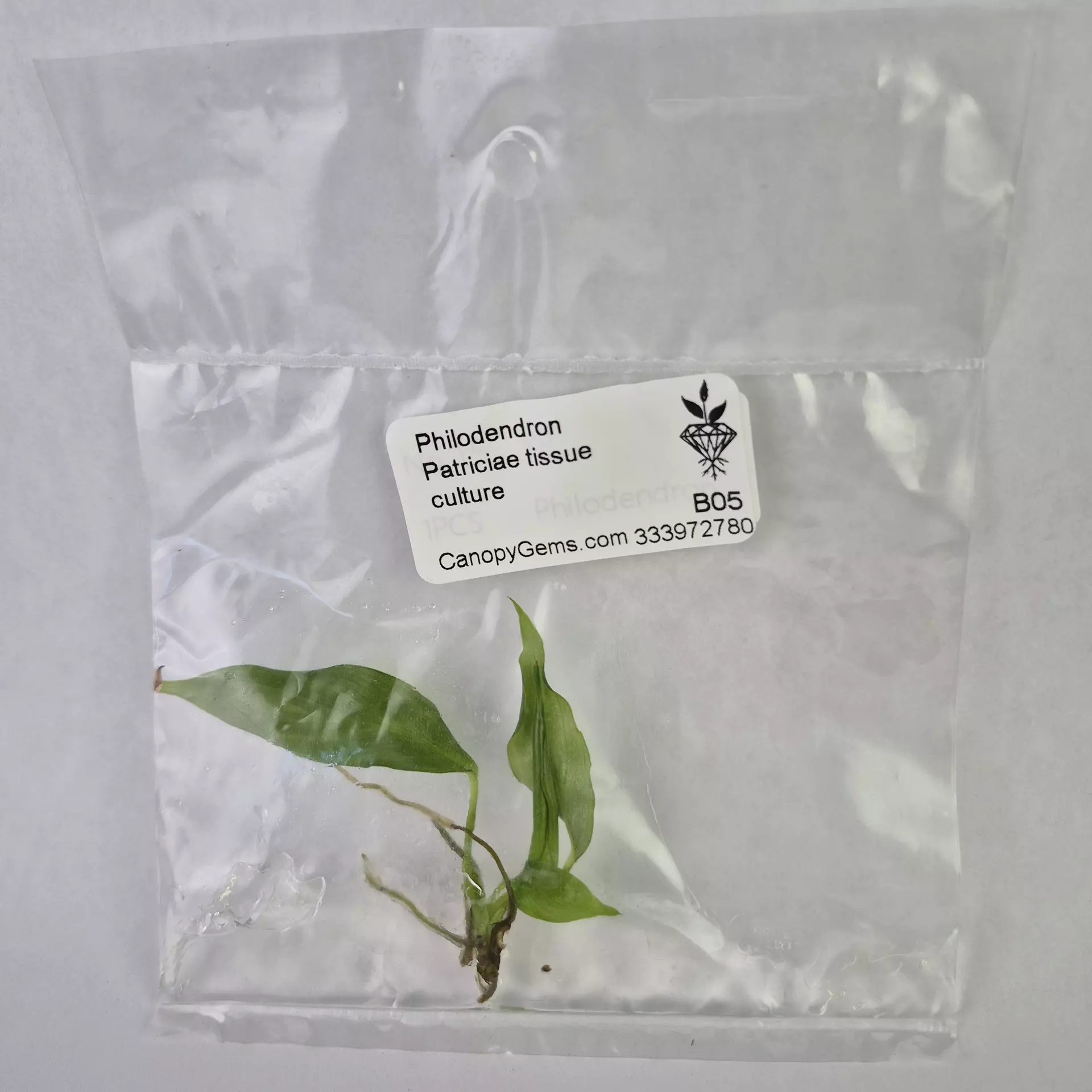 plant/Philodendron Patriciae tissue culture 2DayAir-0