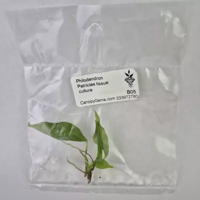 plant/Philodendron Patriciae tissue culture 2DayAir-0-thumbnail