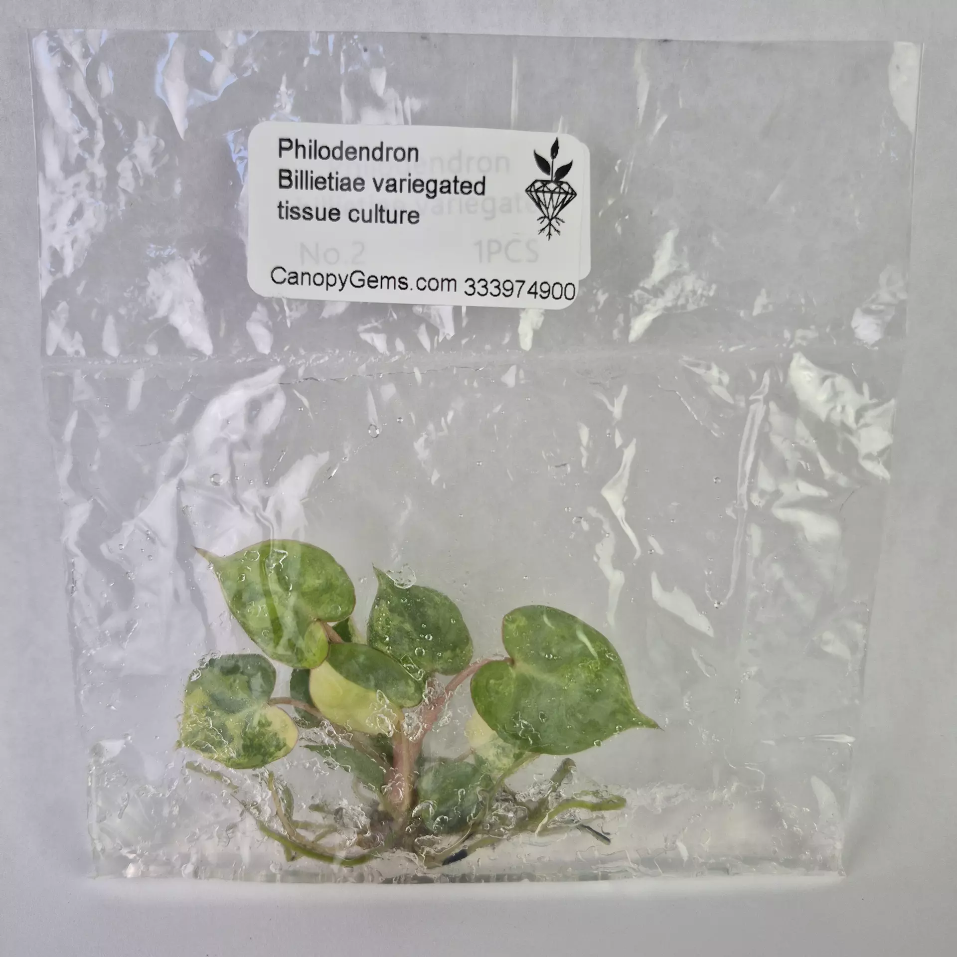 plant/Philodendron Billietiae variegated tissue culture 2DayAir-0