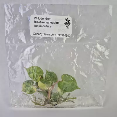 plant/Philodendron Billietiae variegated tissue culture 2DayAir-0-thumbnail