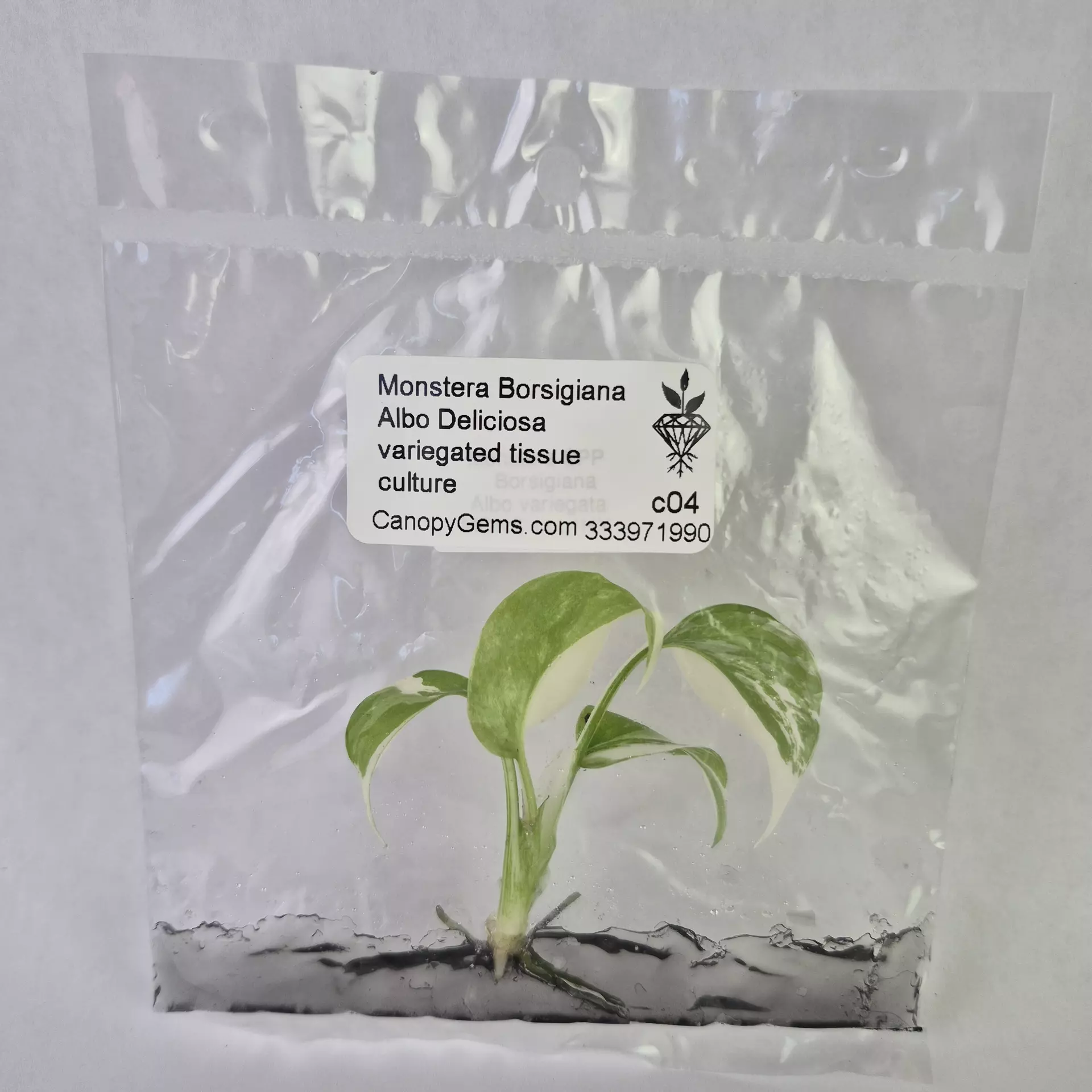 plant/Monstera Borsigiana Albo Deliciosa variegated tissue culture 2DayAir-0