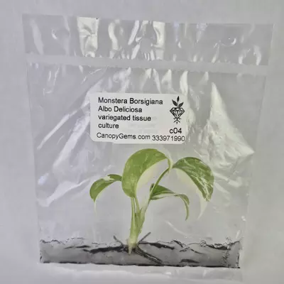 plant/Monstera Borsigiana Albo Deliciosa variegated tissue culture 2DayAir-0-thumbnail