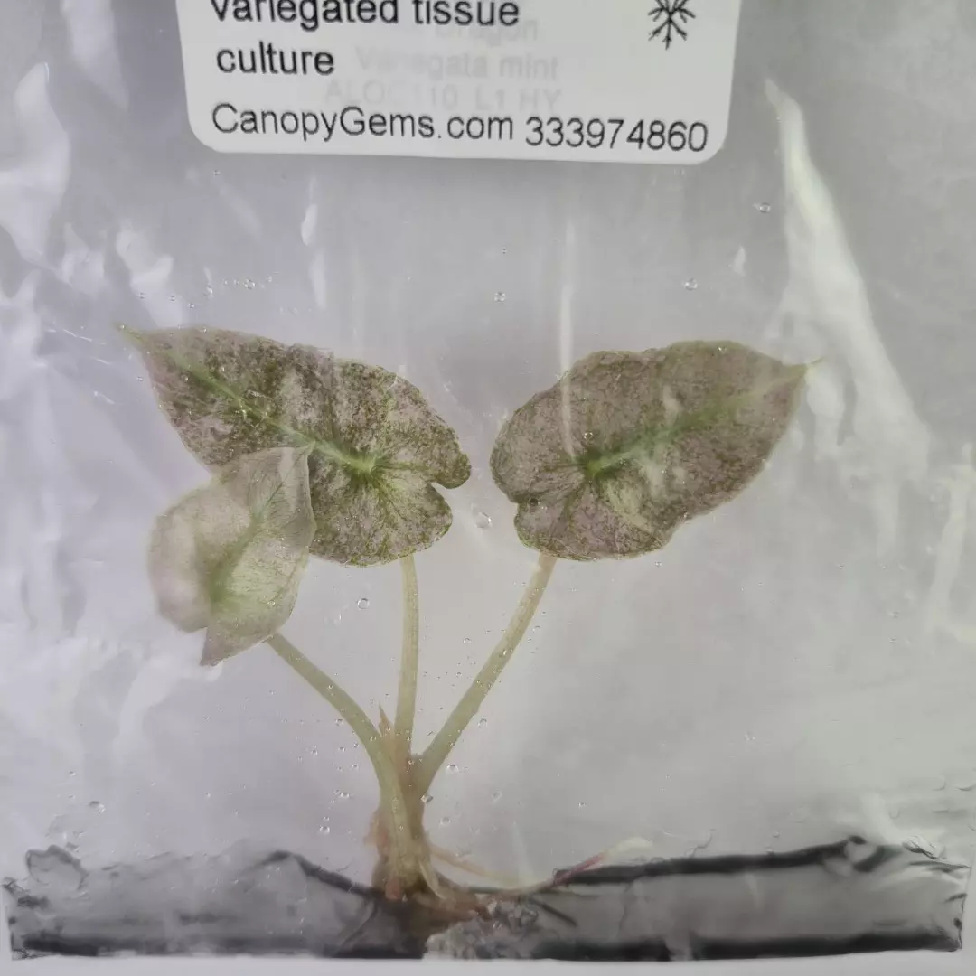 plant/Alocasia Pink Dragon Mint variegated tissue culture 2DayAir-0