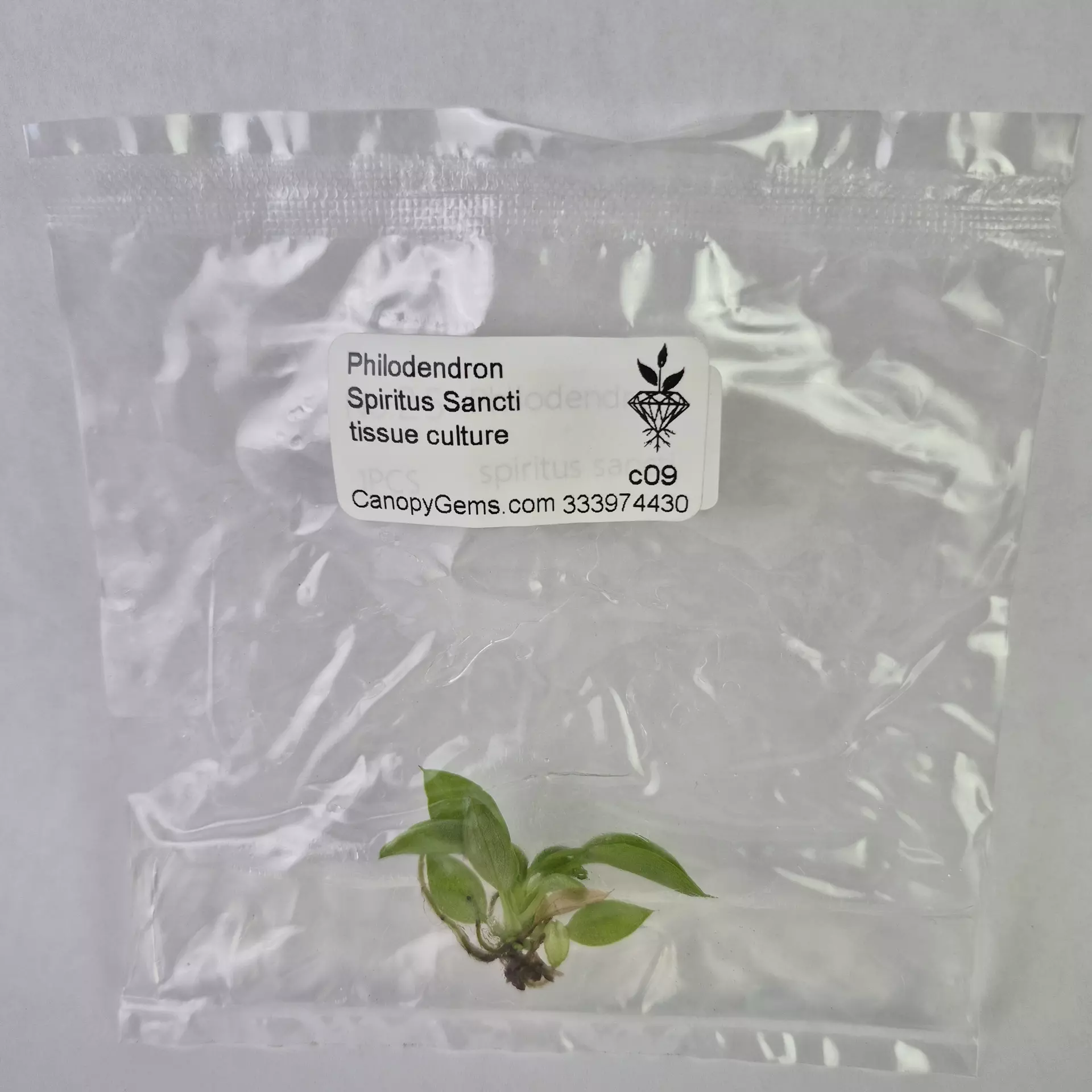 plant/Philodendron Spiritus Sancti tissue culture 2DayAir-0
