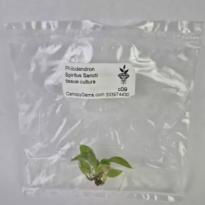 plant/Philodendron Spiritus Sancti tissue culture 2DayAir-0-thumbnail