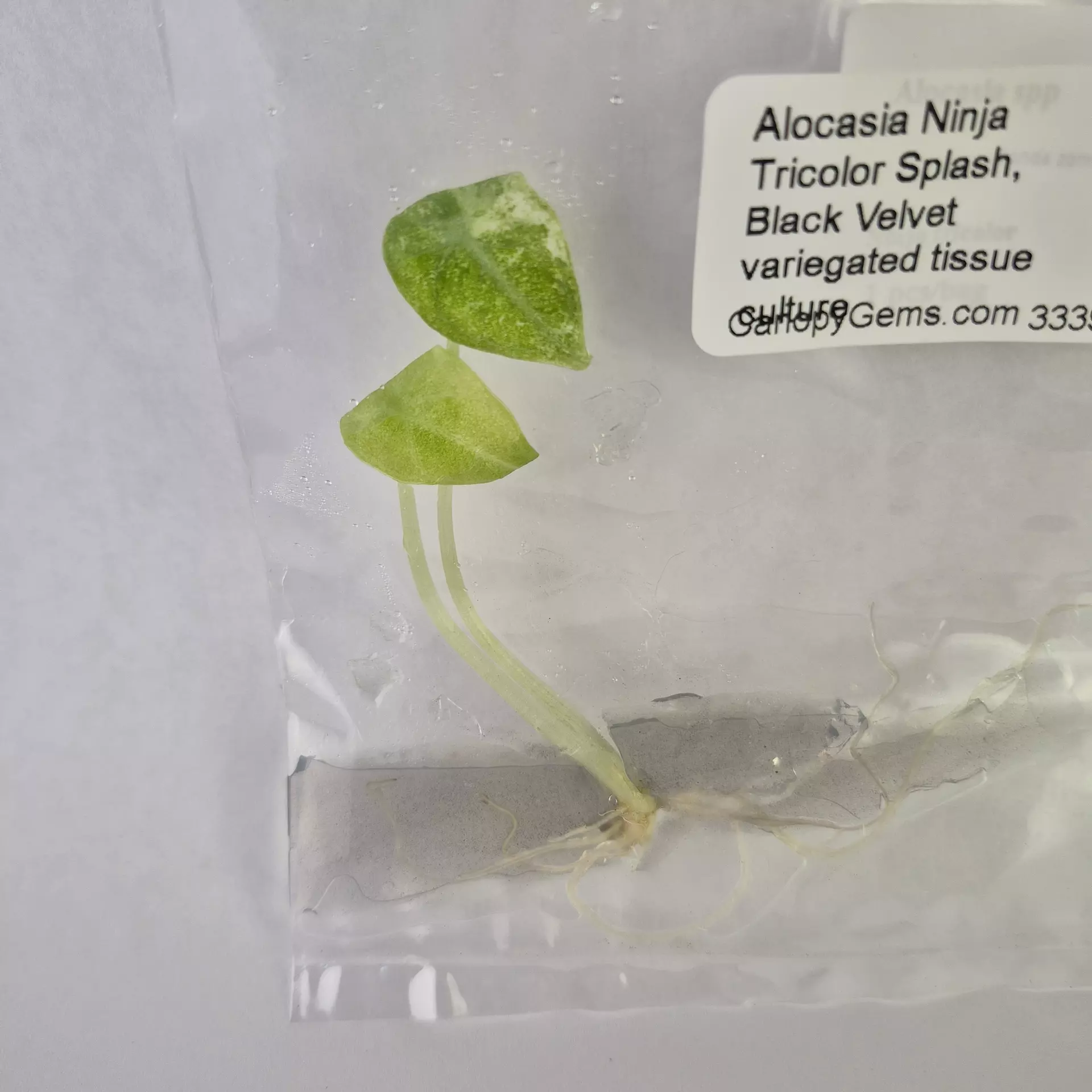 plant/Alocasia Ninja Tricolor Splash, Black Velvet variegated tissue culture 2DayAir-0