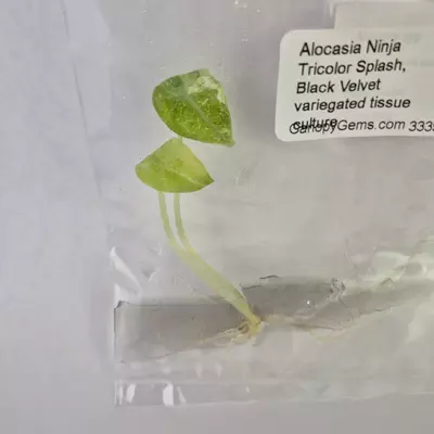plant/Alocasia Ninja Tricolor Splash, Black Velvet variegated tissue culture 2DayAir-0-thumbnail