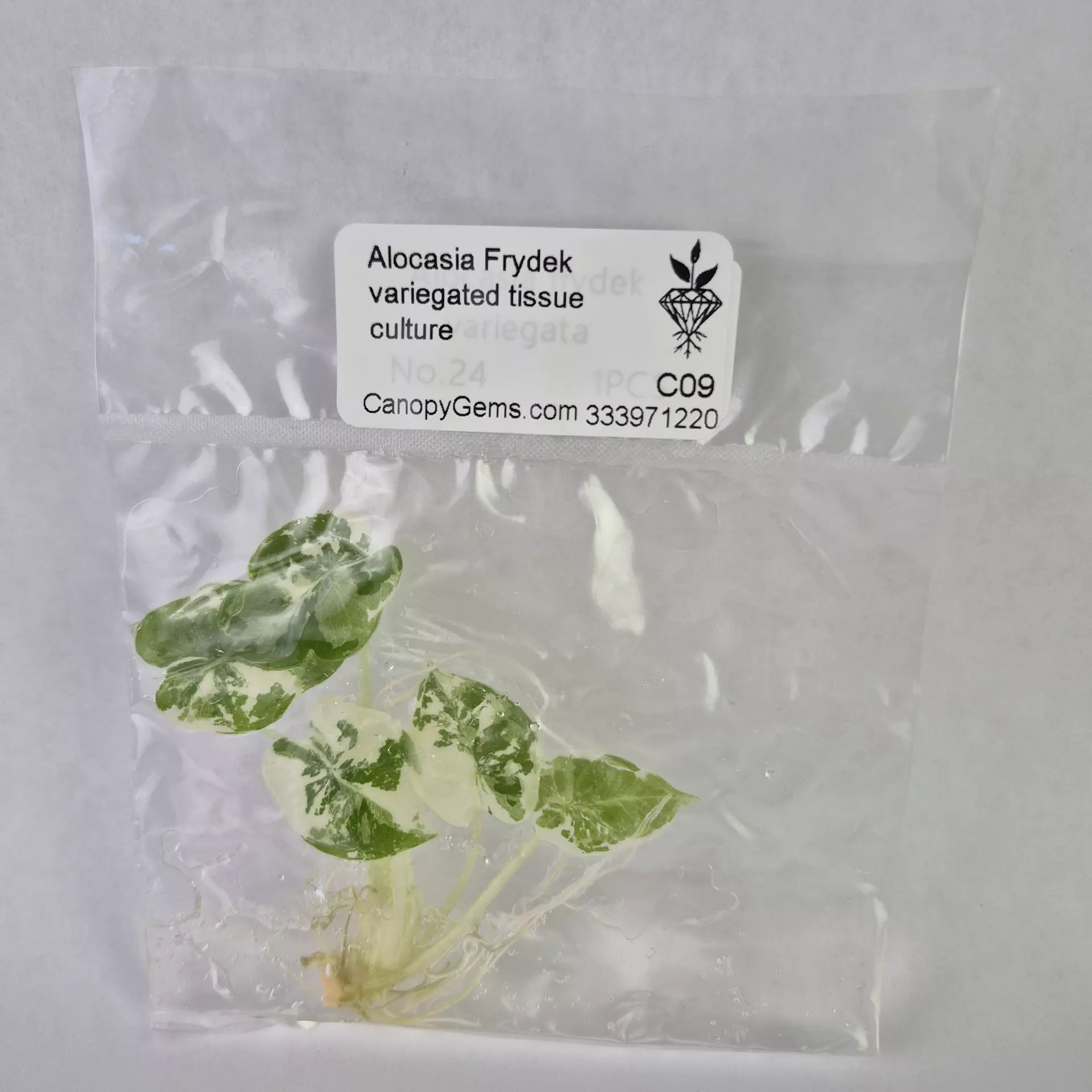 plant/Alocasia Frydek variegated tissue culture 2DayAir-0