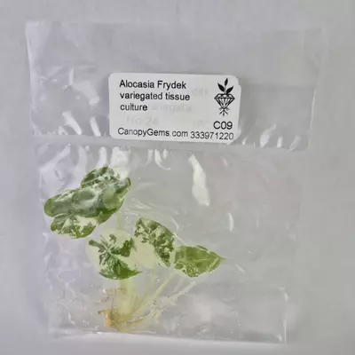 plant/Alocasia Frydek variegated tissue culture 2DayAir-0-thumbnail