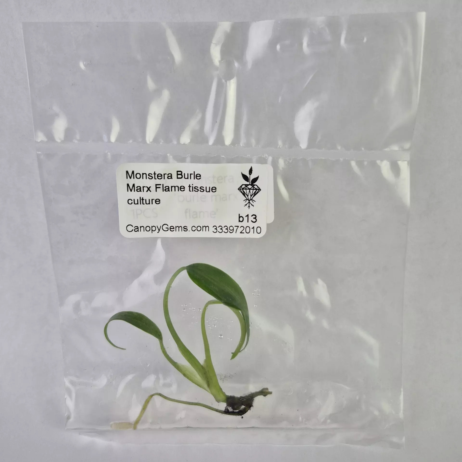 plant/Monstera Burle Marx Flame tissue culture 2DayAir-0
