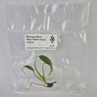 plant/Monstera Burle Marx Flame tissue culture 2DayAir-0-thumbnail