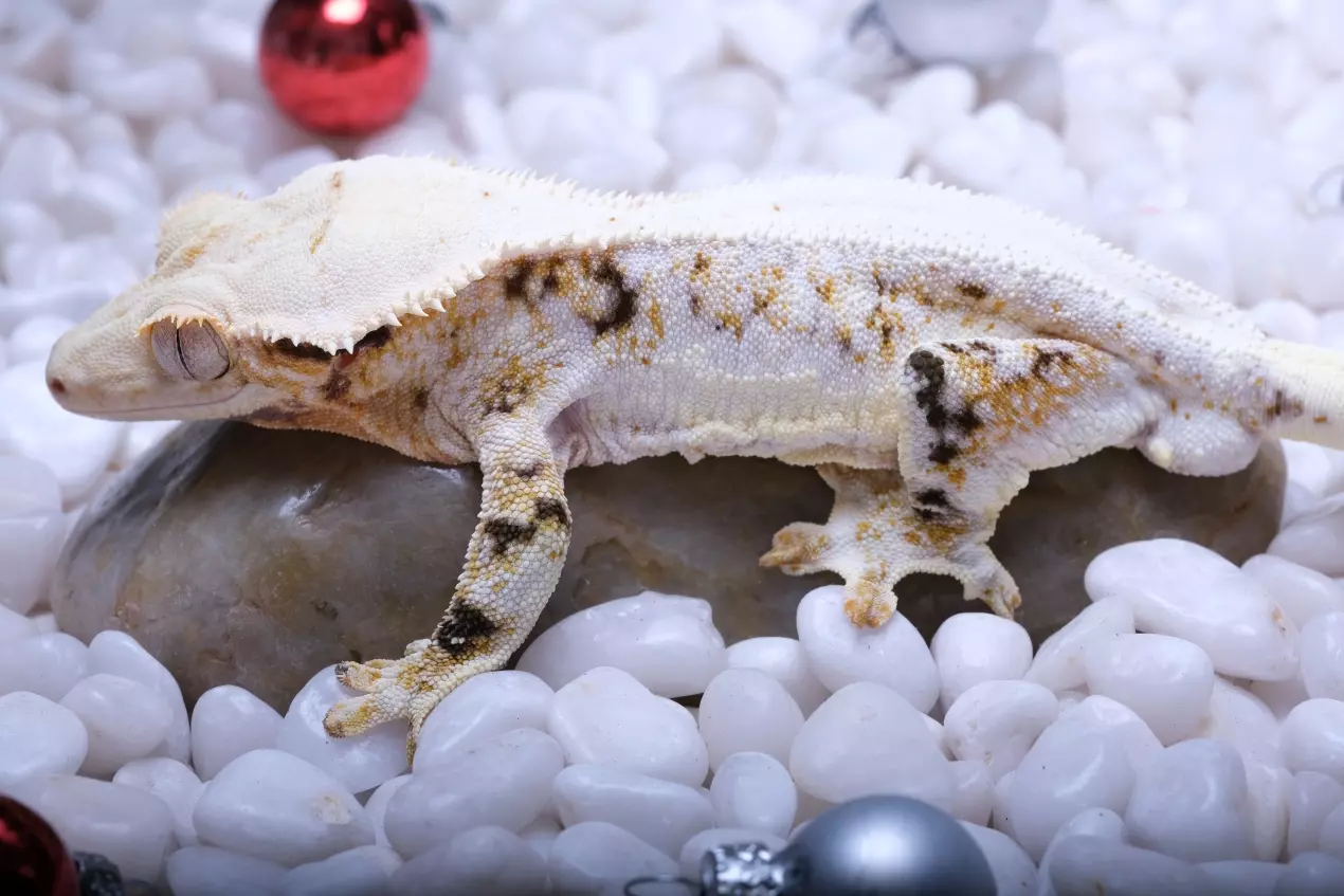 plant/JUKE - LW Male 44 grams RTB out of Tesla x Eliott-0