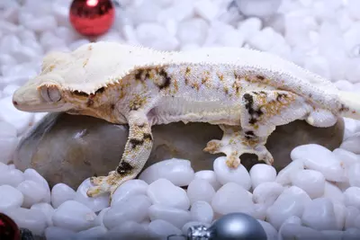 plant/JUKE - LW Male 44 grams RTB out of Tesla x Eliott-0-thumbnail