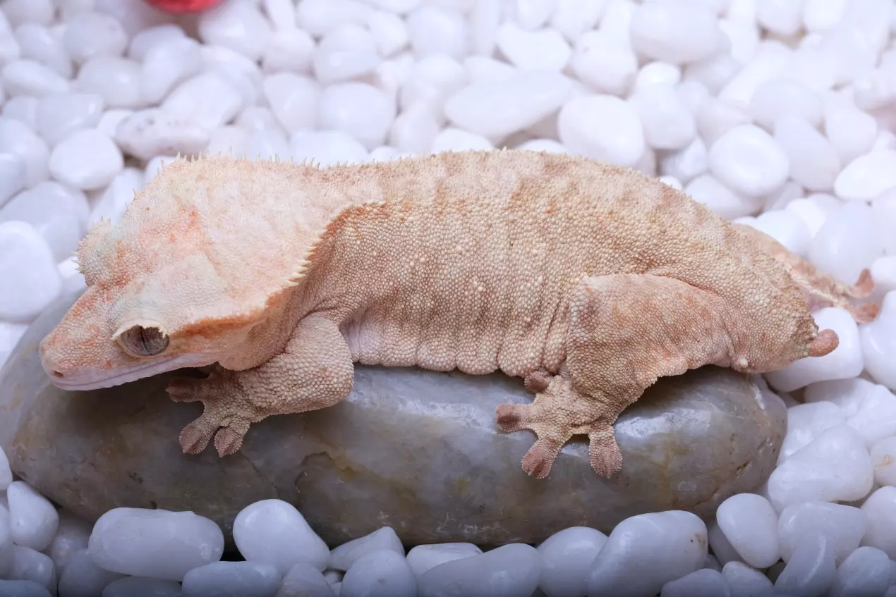 plant/Sumatra - Pink Tiger RTB - 54 Grams produced by Pangea-0