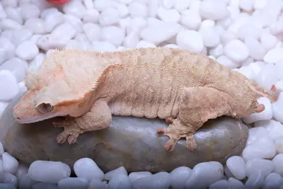 plant/Sumatra - Pink Tiger RTB - 54 Grams produced by Pangea-0-thumbnail