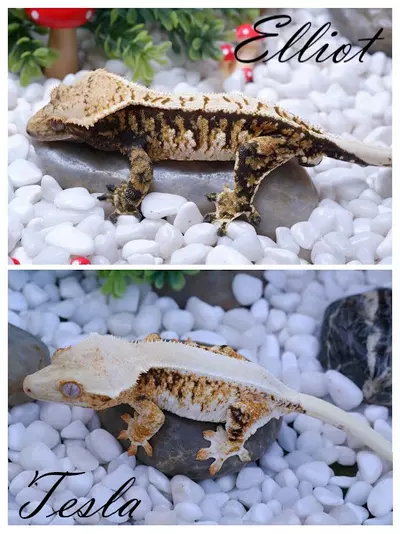 plant/JUKE - LW Male 44 grams RTB out of Tesla x Eliott-2-thumbnail