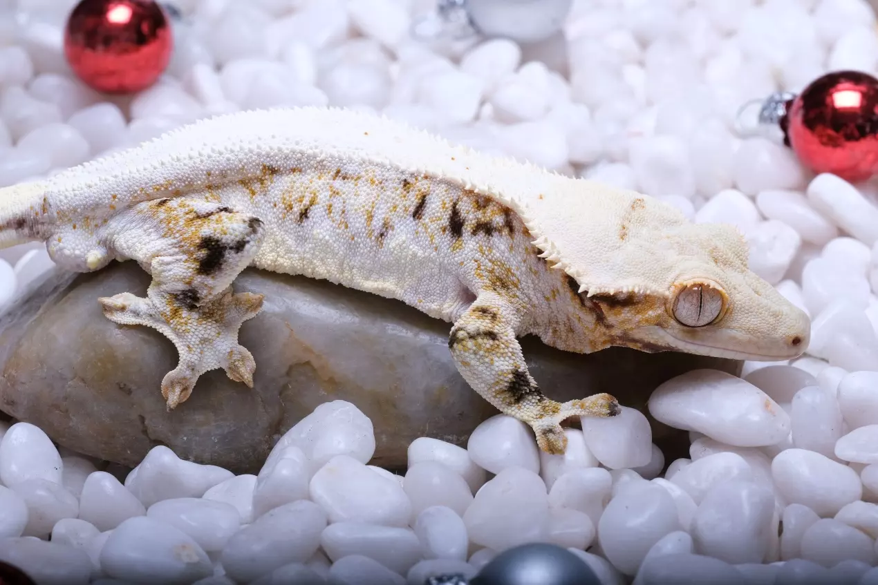 plant/JUKE - LW Male 44 grams RTB out of Tesla x Eliott-1