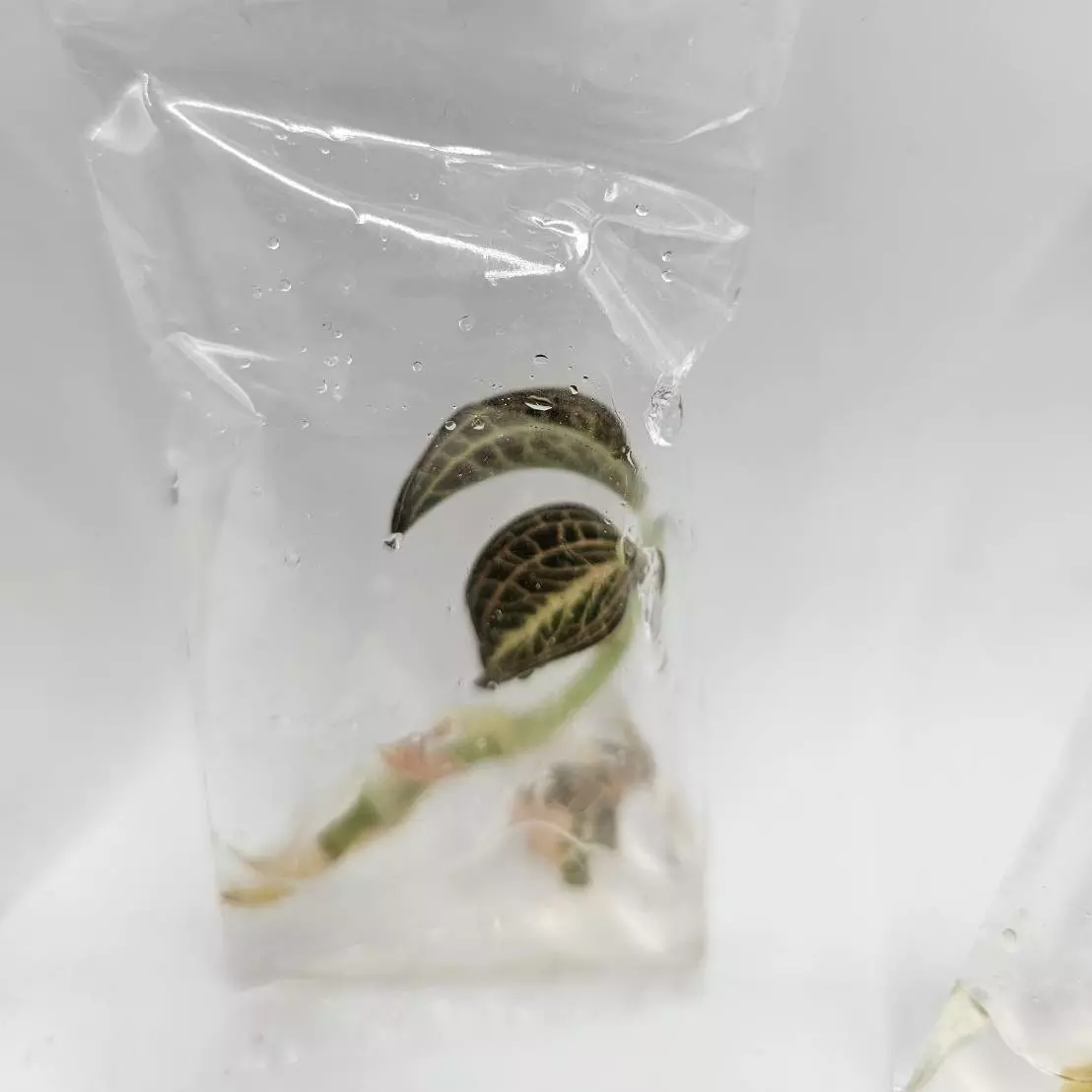 plant/Anoectochilus Albolineatus (BAG 1 plants) Tissue culture-0