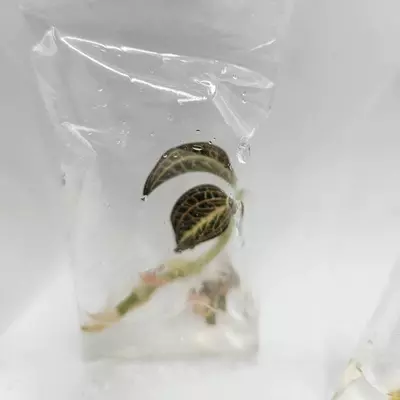 plant/Anoectochilus Albolineatus (BAG 1 plants) Tissue culture-0-thumbnail