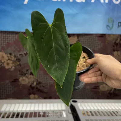 plant/M212	Anthurium Xone x FSRVDP-0-thumbnail