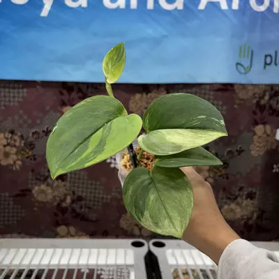 plant/D629	Scindapsus Moonlight Aurea-0-thumbnail