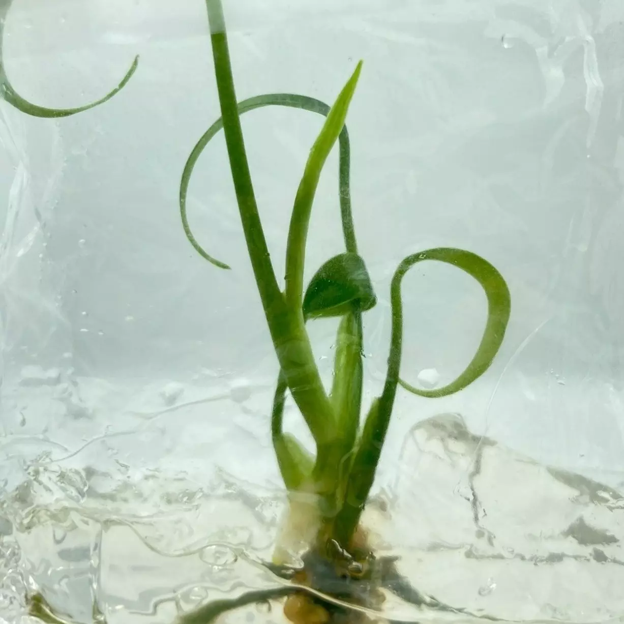 plant/Monstera Marx Flame (BAG 1 plant)-0